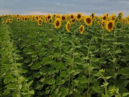 Надёжный партнёр «Терек-Агро»