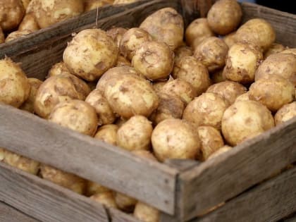 В Кабардино-Балкарии началась уборка раннего картофеля