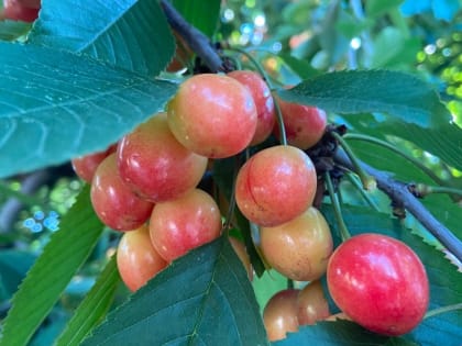 В Кабардино-Балкарии заложат не менее тысячи гектаров многолетних плодово-ягодных насаждений