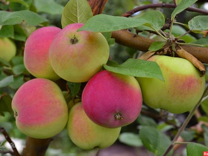 В хозяйствах Кабардино-Балкарии созрели летние сорта яблок
