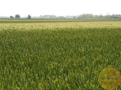 Уборочная страда на Ставрополье начнется в середине июня