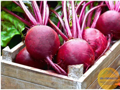 Озимыми культурами на Ставрополье аграрии засеяли 1,7 миллионов гектаров