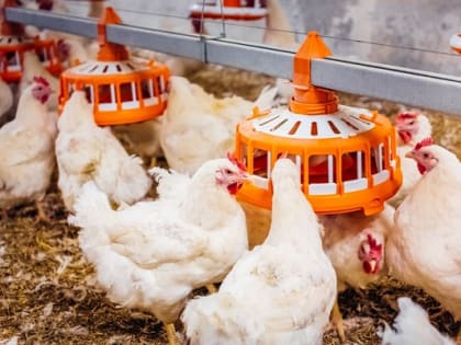 В Кабардино-Балкарии индекс производства продукции сельского хозяйства составил 109,9%