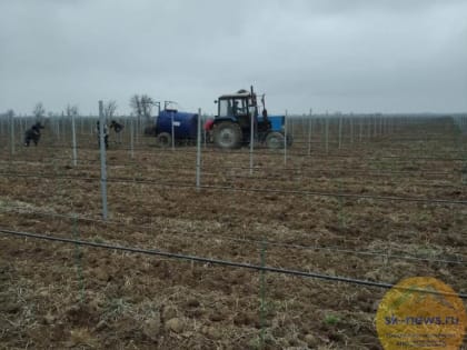 Аграрии Ставрополья начали готовить к зимнему периоду  виноградники