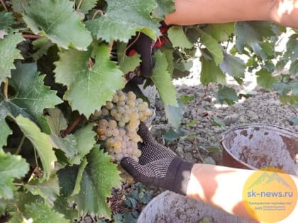 Ставрополье может похвастаться первой тонной собранного винограда