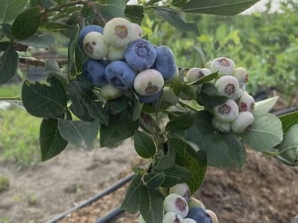 В Кабардино-Балкарии идет осенняя закладка многолетних плодово-ягодных насаждений