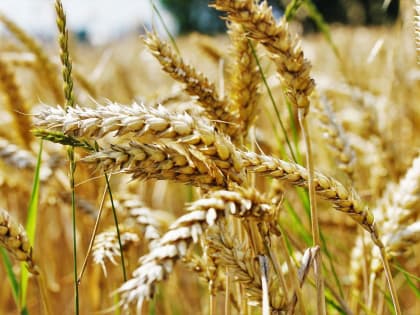 В Кабардино-Балкарии продолжается уборка зерновых колосовых культур