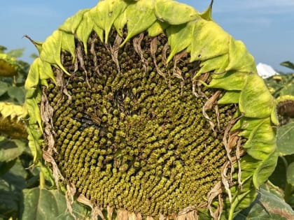 В Кабардино-Балкарии подсолнечник убран с половины посевных площадей