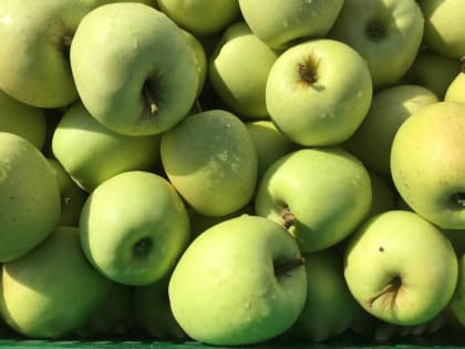 Предприятие «Сады Баксана» первым в республике получила сертификат «Продукция Кавказа»