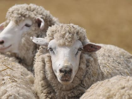 Минсельхоз КБР отмечает рост производства мяса и молока