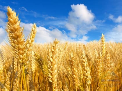 Аграрии Кабардино-Балкарии получат дополнительные средства из федерального бюджета