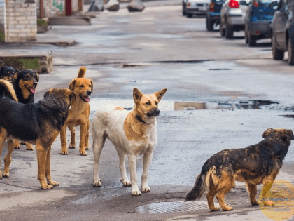 В Госдуме поддержали предложения по защите людей от бродячих собак