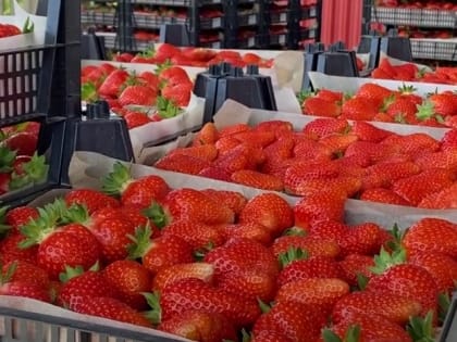 Кабардино-Балкария может поставить в регионы России более 400 тыс. тонн фруктов и ягод
