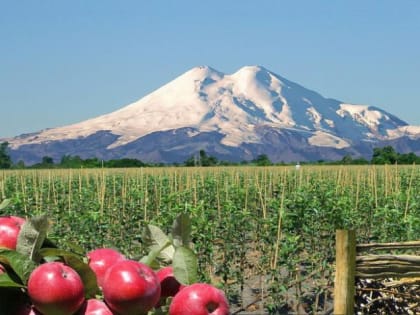 АПК республики не только обеспечивает свое население, но и поставляет продукцию в другие регионы в рамках импортозамещения