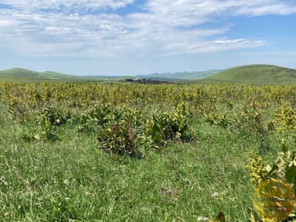 Ядовитым растением зарастают пастбища в Кабардино-Балкарии – бьет тревогу Россельхознадзор