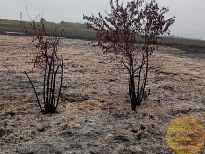 В Андроповском округе Ставрополья потушили в поле пожар на 3 гектарах