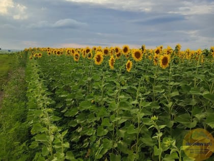 ООО «Терек-Агро» - надежный партнер «Россети Северный Кавказ»