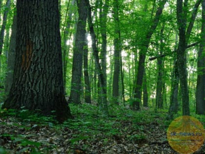 Площадь лесов Кабардино-Балкарии в 2022 году увеличится на 114 га