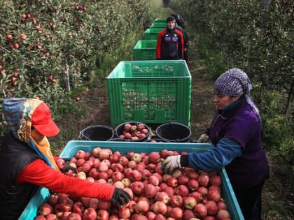 Кабардино-Балкария обновила собственный рекорд по производству плодов и ягод