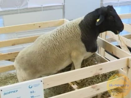 Индустриальное мясное овцеводство обсудили на общероссийском форуме «Развитие овцеводства на Северном Кавказе»