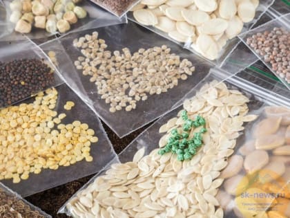 На Ставрополье создадут центр по производству семян