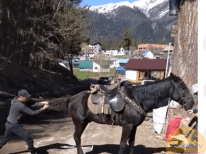 В Тебердинский заповедник  на корм хищным животным привезли почти полтонны потенциально опасной конины