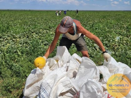 Не менее 700 тонн дынь планируют собрать в Арзгирском округе Ставрополья