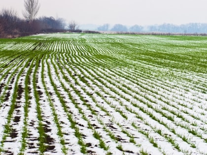 В Кабардино-Балкарии проводится мониторинг состояния озимых культур