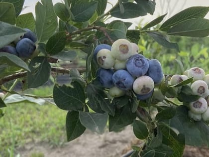 В Кабардино-Балкарии растет урожайность голубики