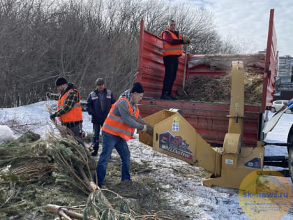 В Железноводске производят мульчу из новогодних ёлок