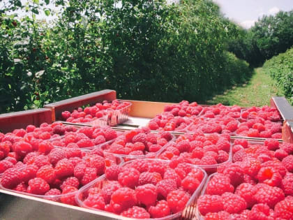В Баксанском районе собирают урожай малины