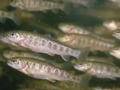 В реки Кабардино-Балкарии выпустили мальков каспийского лосося