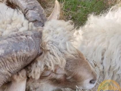 На Ставрополье в будущем году реализуют 16 проектов в сфере АПК