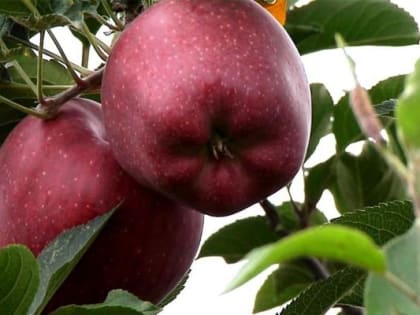 В Кабардино-Балкарии началась весенняя закладка плодово-ягодных насаждений