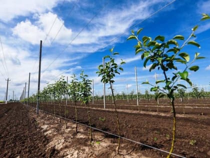 В КБР на месте старых садов закладывают молодые плодовые деревья