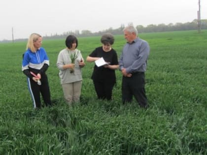 Россельхозцентр отслеживает фитосанитарное состояние зерновых колосовых