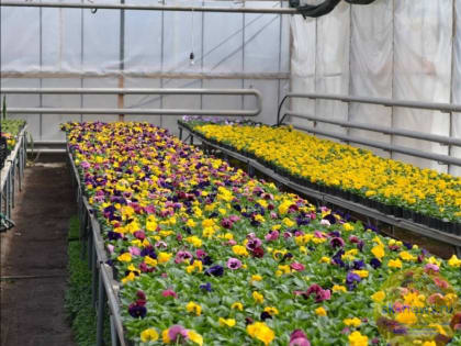 Ландшафтные дизайнеры Ессентуков украсят цветами в этом году более 25 тысяч квадратных метров