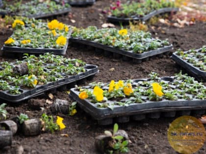 луковицы тюльпанов и гиацинтов, виолы, незабудки и маргаритки