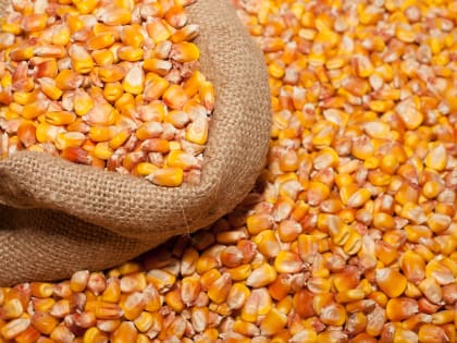 В Кабардино-Балкарии валовый сбор кукурузы превысил прошлогодние показатели