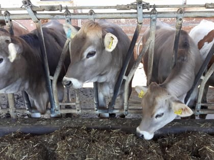 В Кабардино-Балкарии вырос объем производства