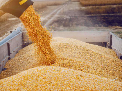 Кабардино-Балкария получит 172 млн рублей на поддержку производителей зерна в 2023 году