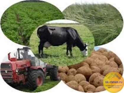 Доцент РАНХиГС: Сельскохозяйственные предприятия Ставропольского края играют значимую роль в развитии АПК страны