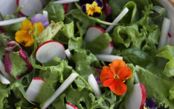 Rezept von Apricus - Frühlingssalat mit grünem Smoothie
