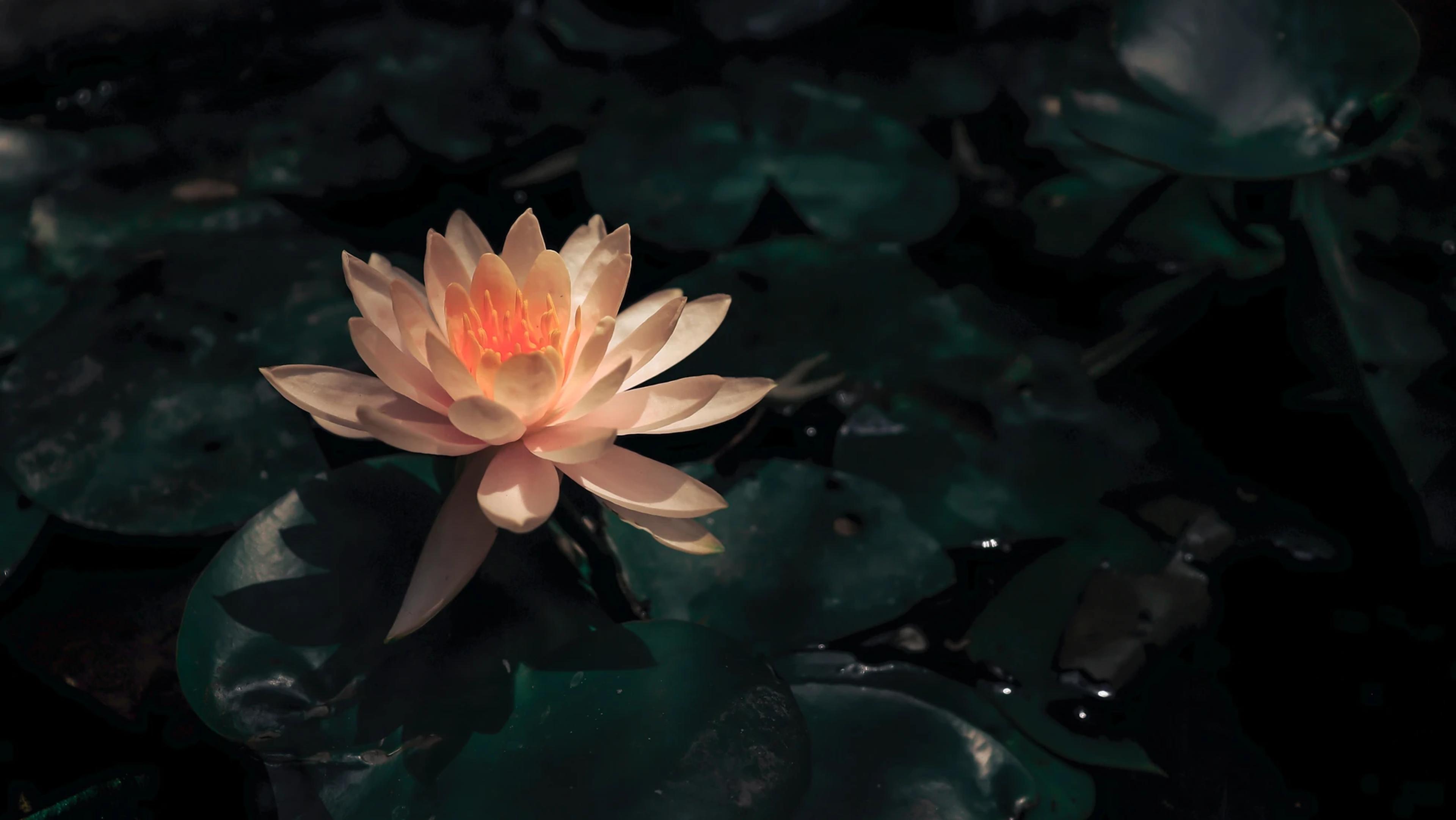 Gallery item 0