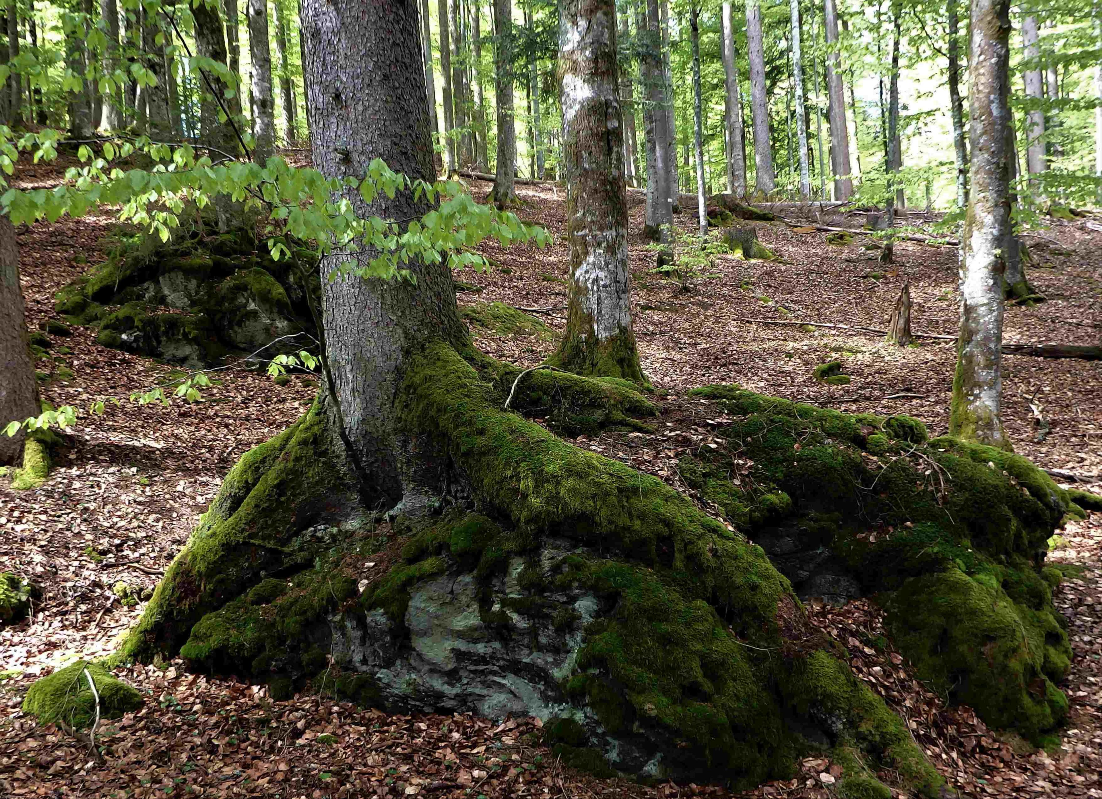 Innenschau in der Natur / Schweigeseminar slider image 1
