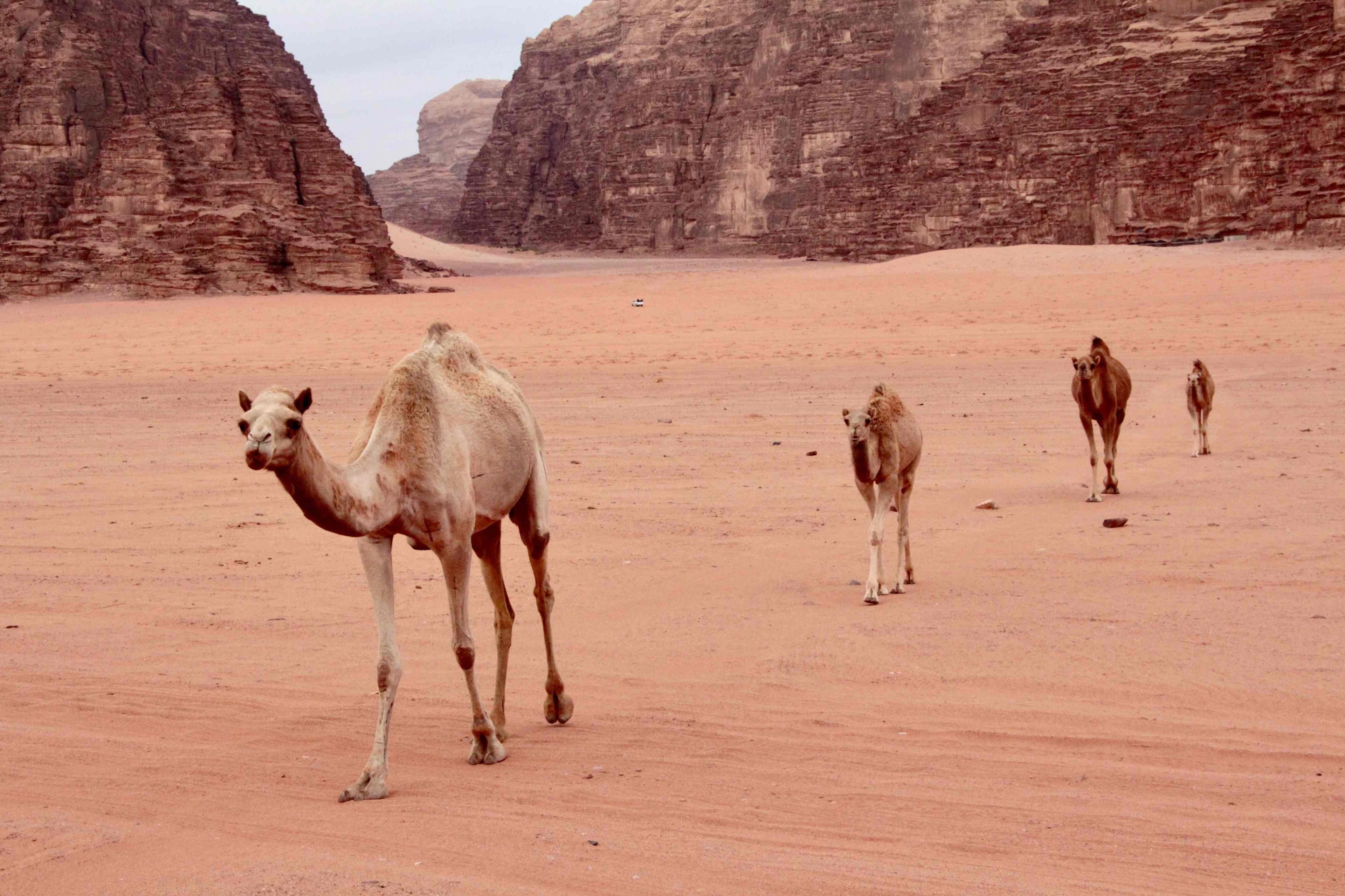 5 Tage Karma Release Retreat Jordanien slider image 2