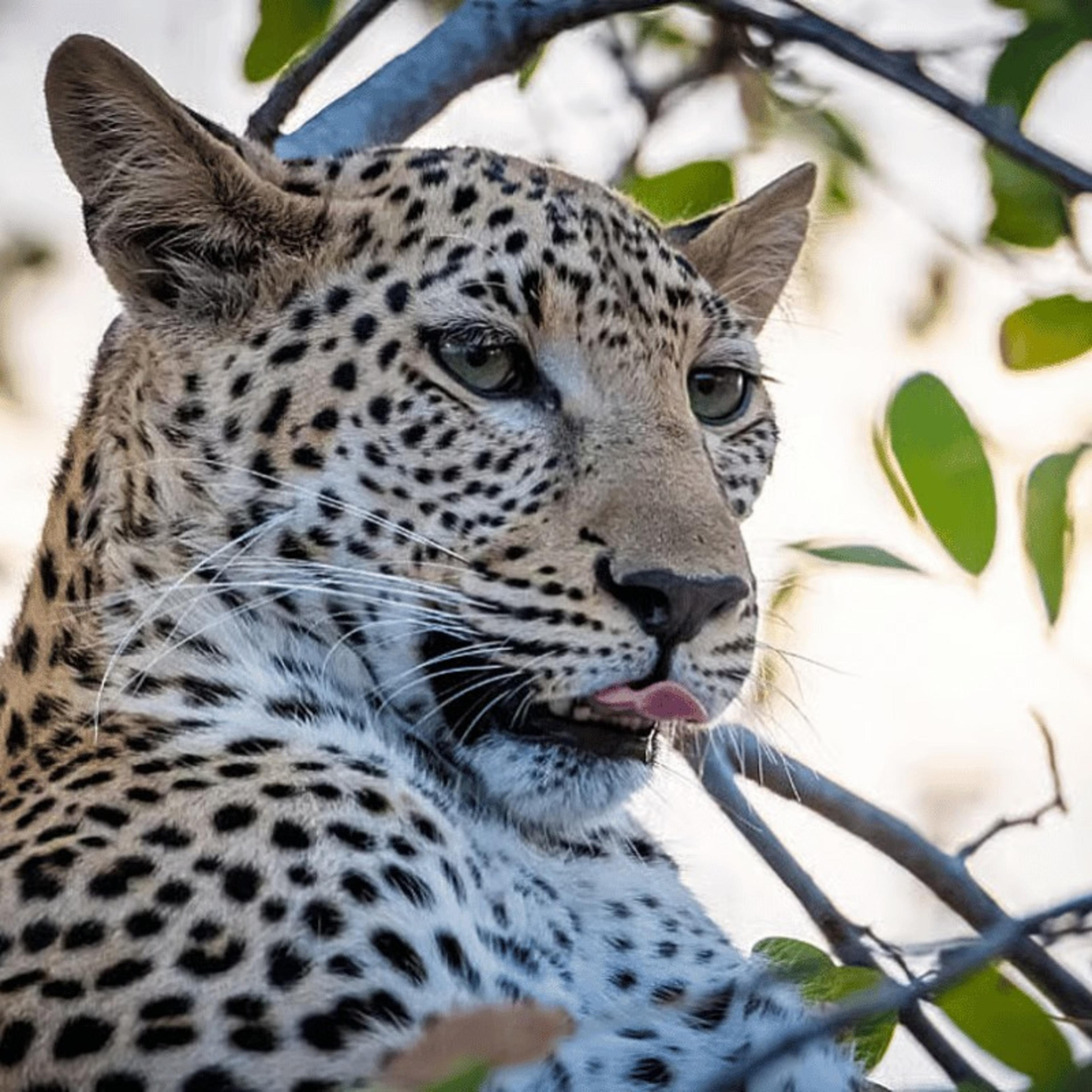 7 Day Wild Presence Botswana Mindfulness Safari Retreat slider image 1