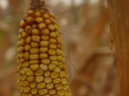 Новые высокоурожайные гибриды  создали селекционеры Всероссийского НИИ кукурузы (Пятигорск)