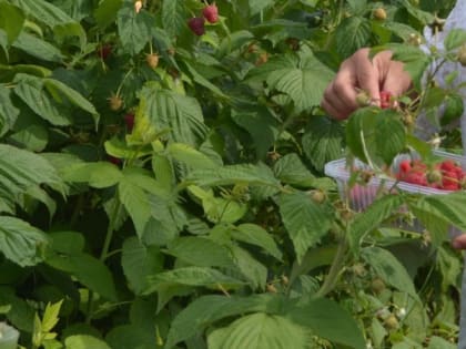 Урожай на полях Ставрополья не пострадал из-за непогоды