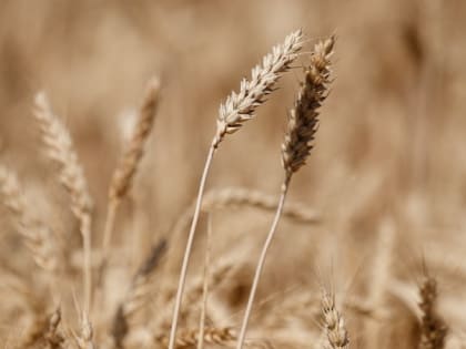 Экспорт масложировой продукции на Ставрополье вырос почти в два раза